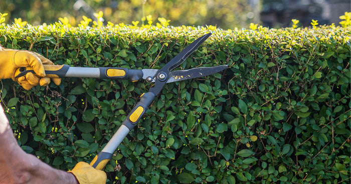 Hecke richtig schneiden: <br>die besten Tipps zum Zeitpunkt und Werkzeugwahl