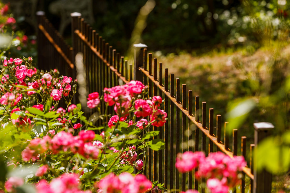 Zaun Padua umgeben von Blumen | Unbeschichtet